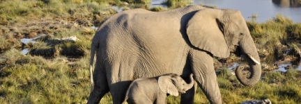 Etosha, into the wild