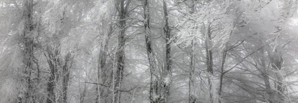 The sacred woods of Bjelašnica