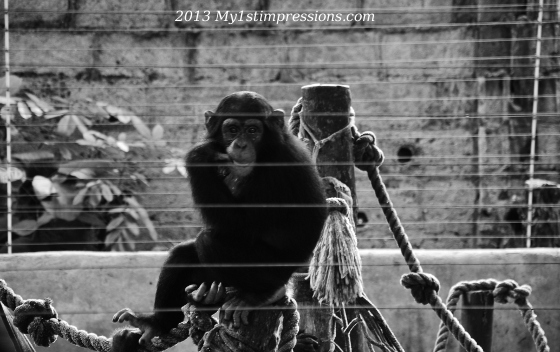 Chimpanzees rescued in Calabar