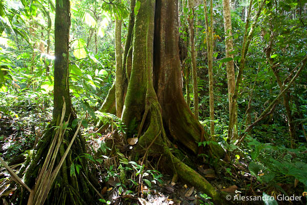Amazon rainforest, Ecuador: a local family helped them to discover the rainforest and also hosted them in their home