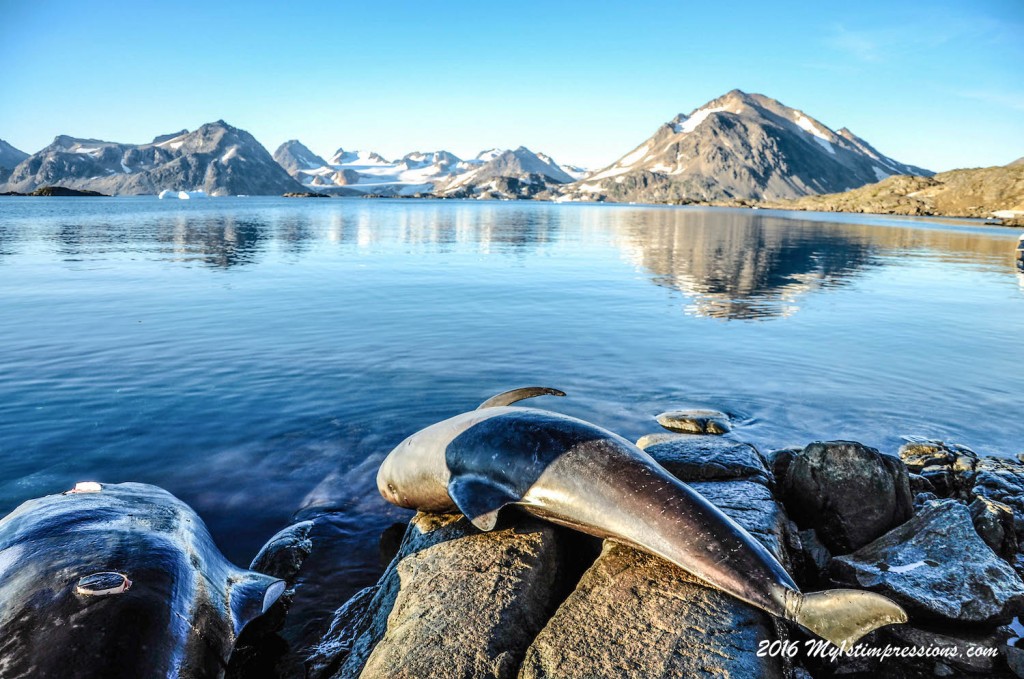dolphin meat, eating dolphins, greenland, inuit people